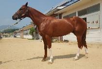 �������� (SUPER WINGS) ����