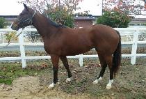 �Ŷ��ǿ��� (SILLAUI YEOWANG) ����