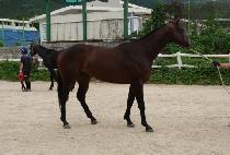 ����ζ� (BELLA LAURA) ����