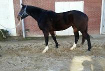 ���ƿ°��ӵ� (DORAON GASOKDO) ����