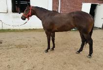 ���κ�ī (MAIN VICAR) ����