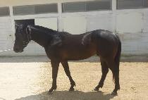 ���Ʈ���̽� (NORTHERN TRACE) ����