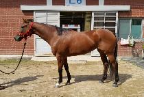 �߷�Ÿ�ε帲 (VALENTINE DREAM) ����