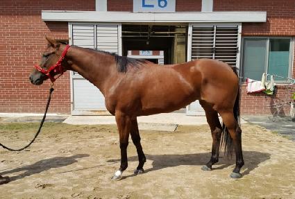 �߷�Ÿ�ε帲 ����