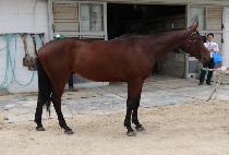 ���� (SUN ROK) ����