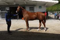 ��Ʋ����Ʈ (LITTLE LIGHT) ����