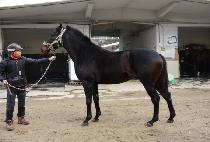 �����ǹݶ� (MUMYEONGUI BANRAN) ����