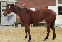 �ܿ����� (GYEOUL JEONSA) ����