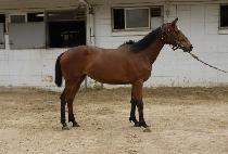 ��Ͻ��� (MONI STROM) ����