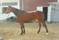 �����̵� (WELL MADE) ����