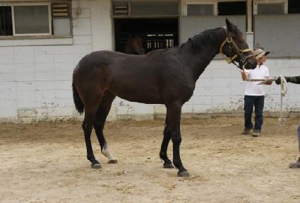 �����Ƽ ����