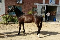 �ݺ����� (GEUMBIT YEGAM) ����