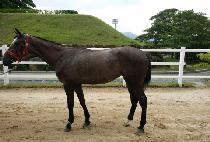 ��ź�� (JAETANSAENG) ����