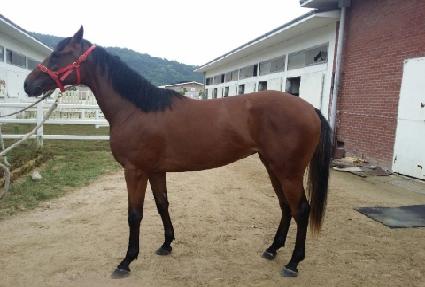 �ȹ̶� ����