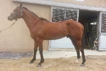 �������� (WONDER LAND) ����