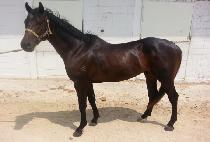 �ö��̾� (FLYER) ����