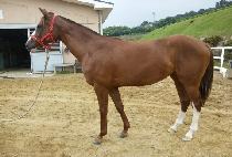 ĸƾ���� (CAPTAIN CHANCE) ����