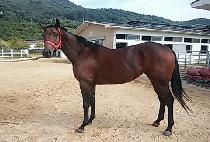 ��õ���� (DEOKCHEON GONGJU) ����