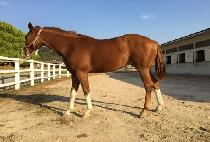 ������ (MAY QUEEN) ����