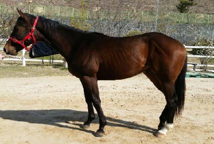 ���̳���帲 ����