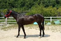 �帲���� (DREAM WINNER) ����