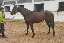 ����Ĩ (BLUE CHIP) ����