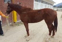 �ӽ�Ʈ���� (MUST PRO) ����