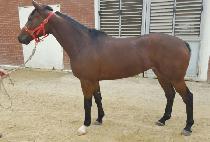 �ӽ�Ʈ���� (MUST WINDSOR) ����