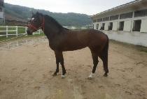 �¸����� (ONLY BLUE) ����