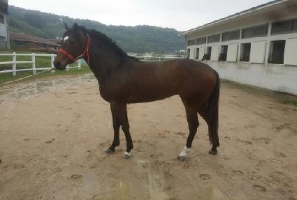 �¸����� ����