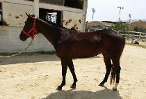 ũ���ĸƾ (CROWN CAPTAIN) ����