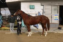 ��Ʋ�� (LITTLE WING) ����