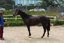 �ٸ��ٸ� (BARI BARI) ����