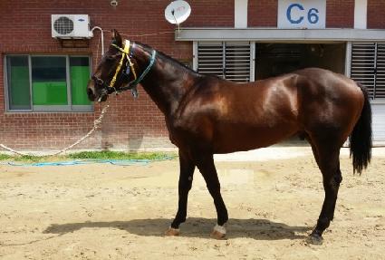 �����÷��� ����