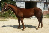 �׶����� (GROUND QUEEN) ����