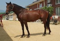 �ָ��Ǹ�ȭ (JUMARUI MYEONGHWA) ����