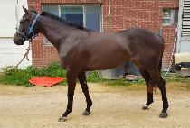 �Ѷ��� (HALLA DIVA) ����