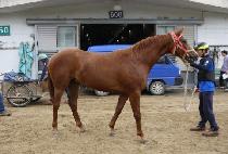 ������� (SHARP WOMAN) ����