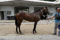 �ݾƺ��ϸ� (GEUMA BENIR) ����