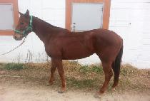 ����Ʈ���� (SWEET WHY) ����