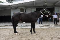 �ʶ�콺 (PHILLAUS) ����