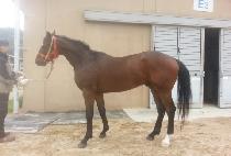 ���̽�Ƽ (FEISTY) ����