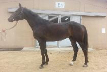 ���ο (SAEROUN NA) ����