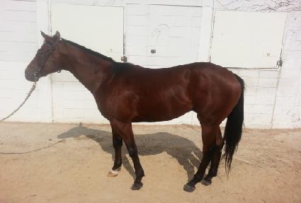 ������Ʈ ����