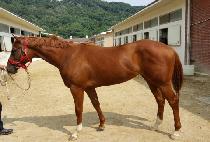 �����ѿ��̽� (CHALLANHAN ACE) ����