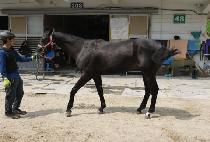 ����Ʈ�巡�� (BEST DRAGON) ����