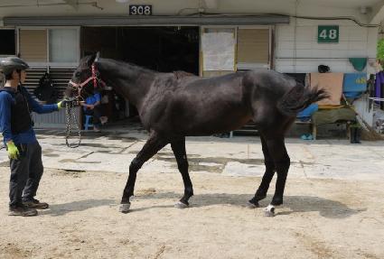 ����Ʈ�巡�� ����