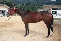 �ػ罺���� (TEXAS RUSH) ����