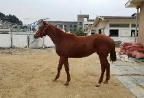 �ݺ�ȯȣ (GEUMBIT HWANHO) ����