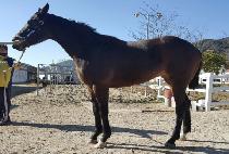 ������� (HUIMANG CHANGA) ����